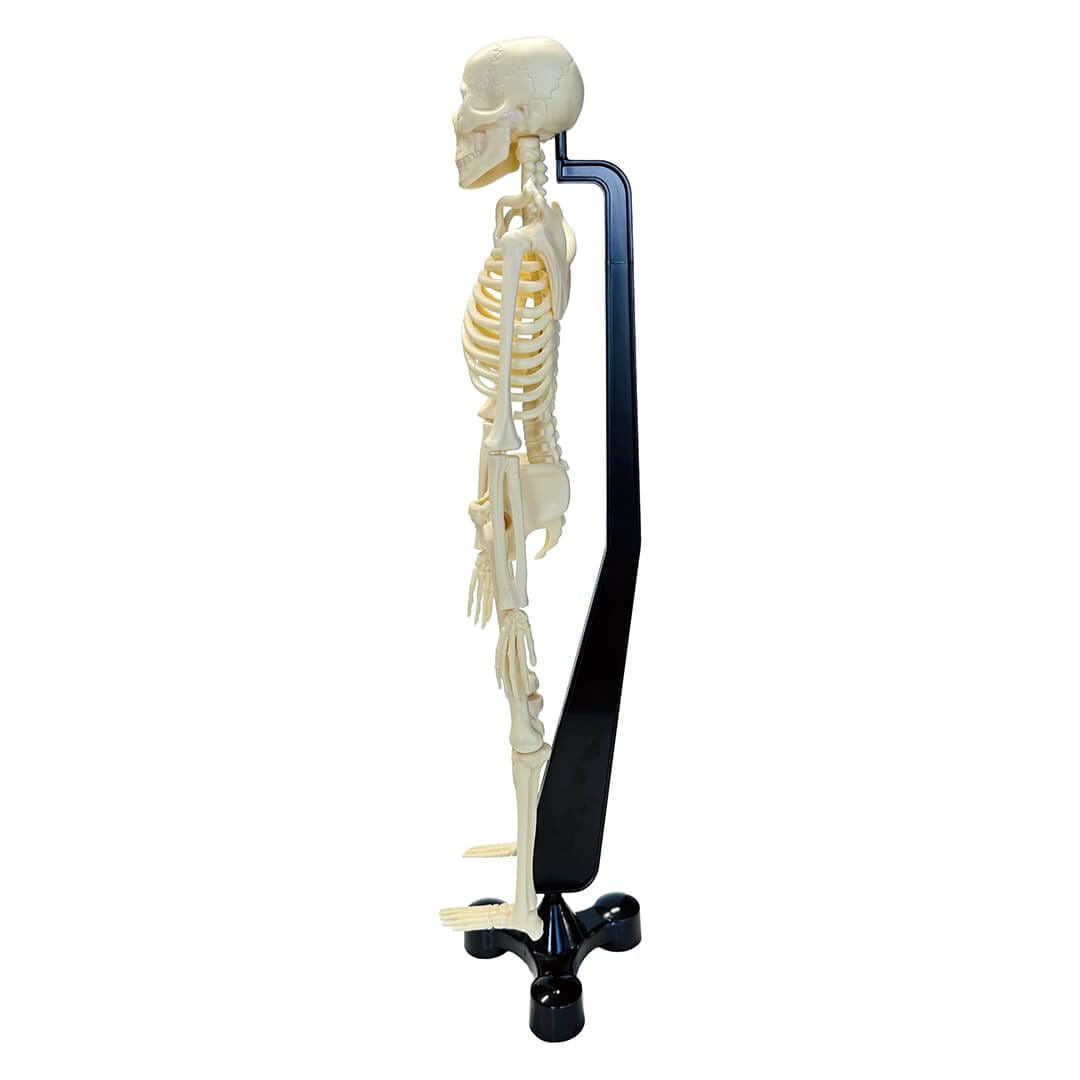 Mini Skeleton - 46cm - Image 2