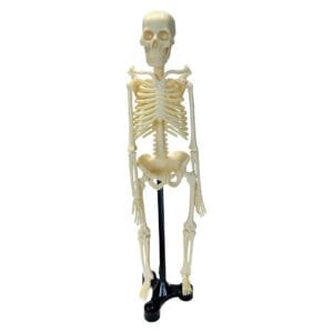 Mini Skeleton - 46cm
